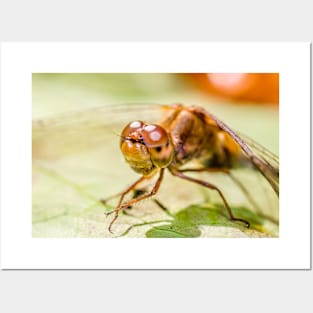 Autumn Meadowhawk Dragonfly, Macro Photography Posters and Art